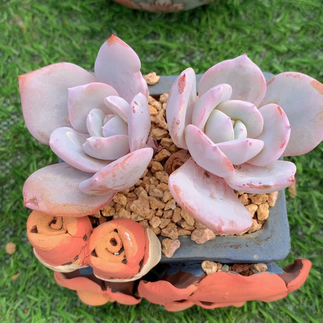 哈**！哈吉米一物一拍奶茶