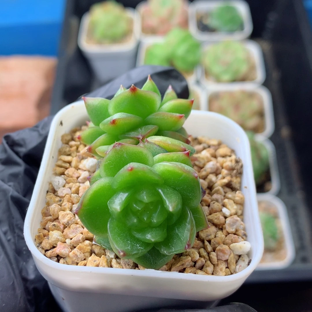58包邮  群生不包整 198
