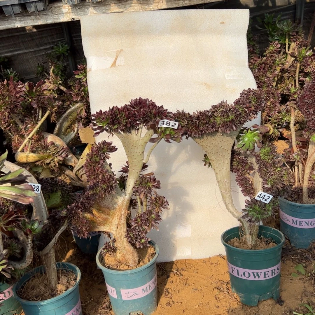 心***水有伤两颗382.442高度40