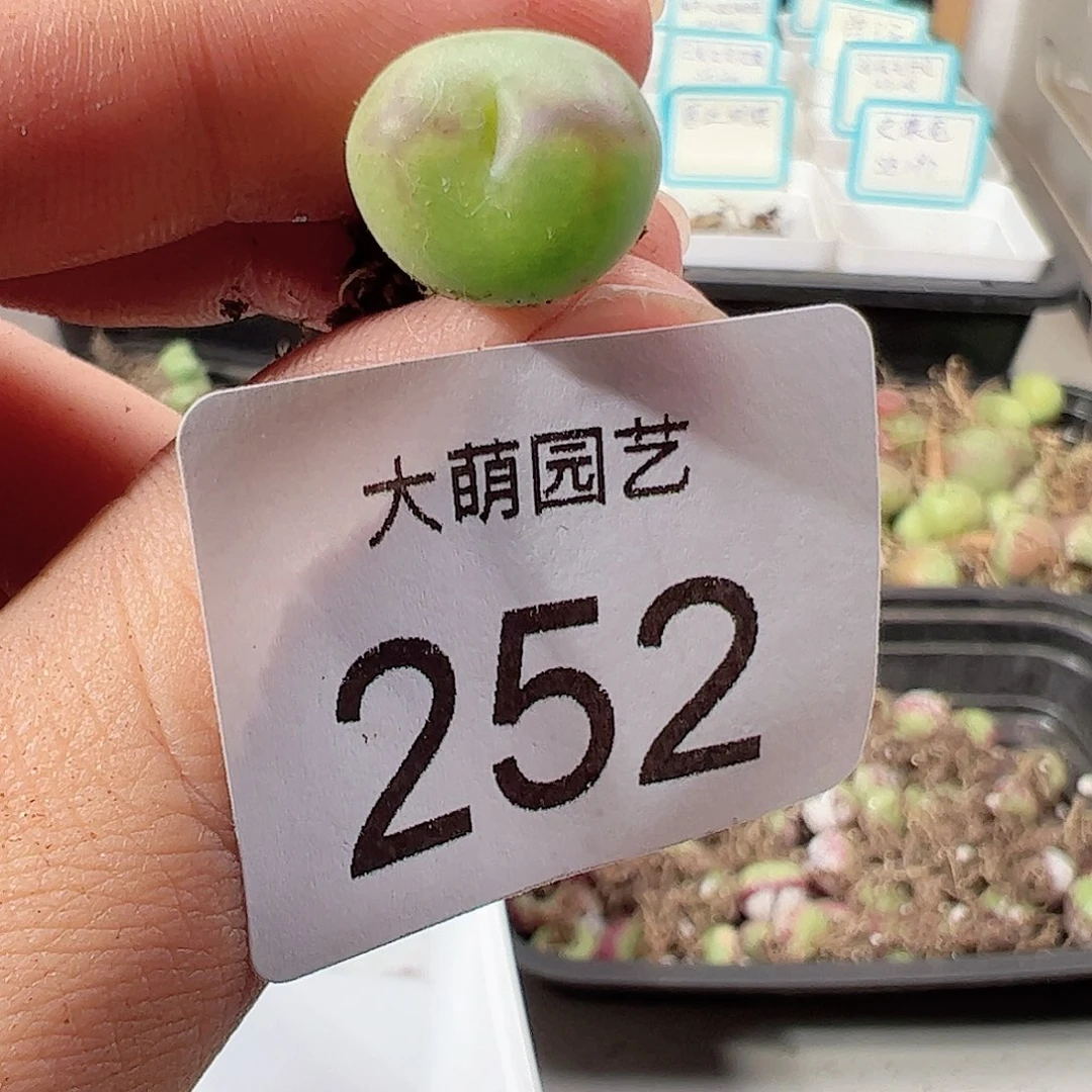 0000252 一物一拍……