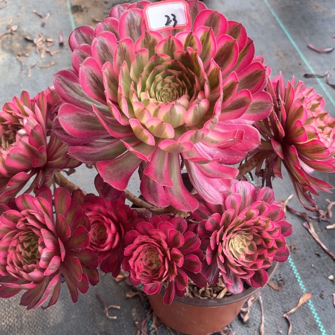 无花朵23白月光多肉植物