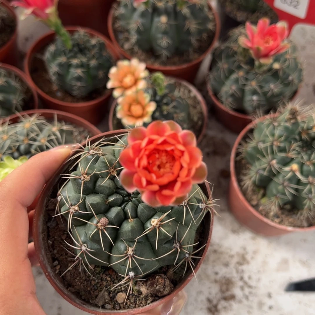 福***！实生绯花玉仙人球1