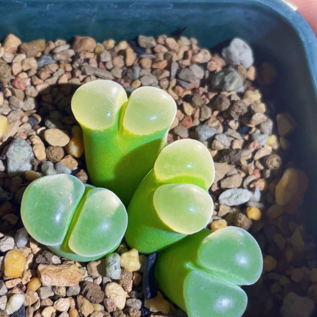 y400风铃植物一物一拍