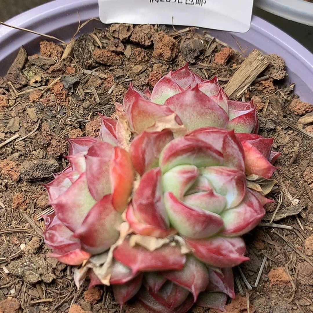 【闪购商品】云740