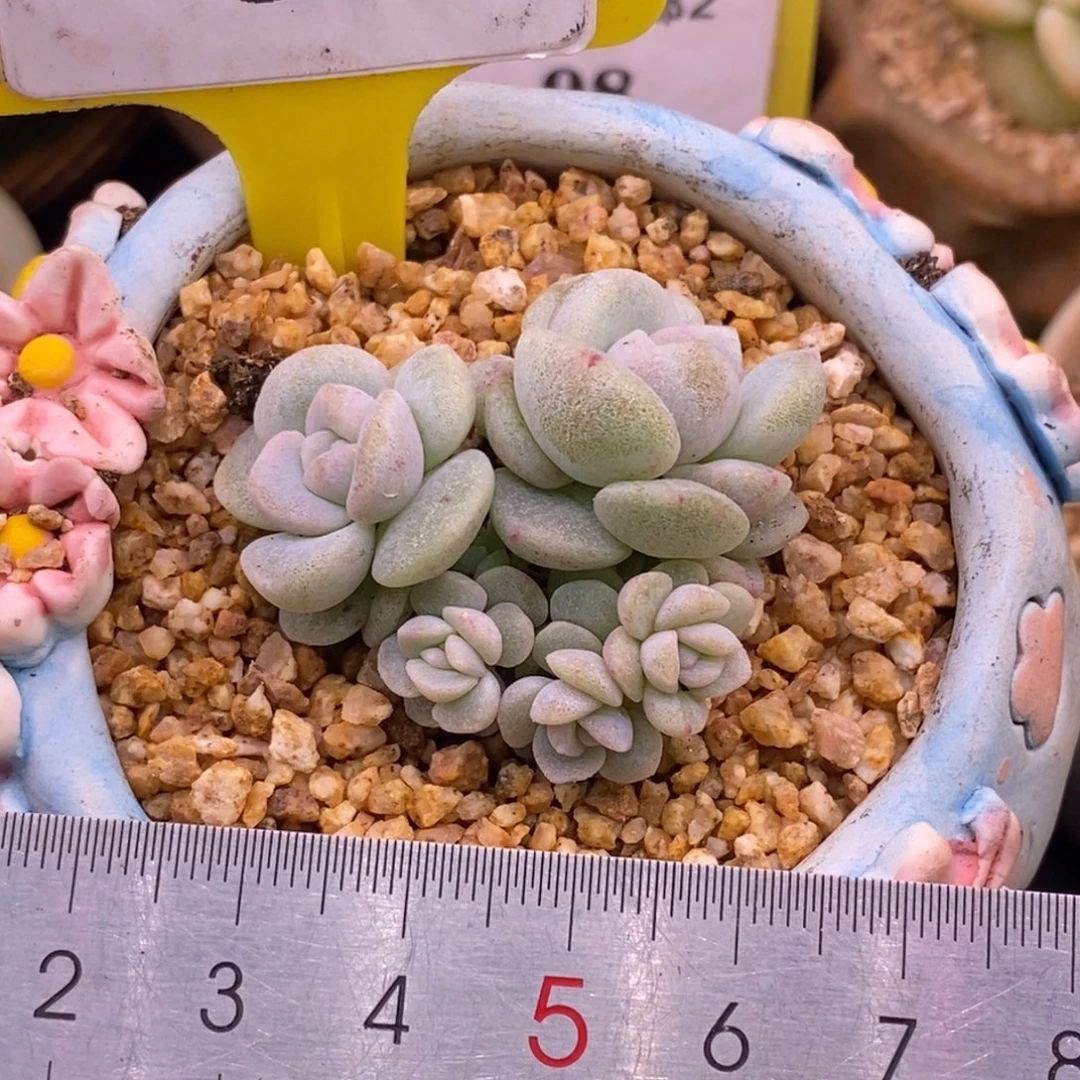 282冰玉石化5➕3头