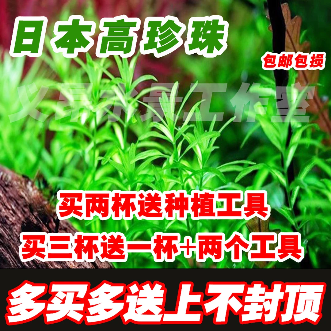 高珍珠水草珍珠草日本高珍珠日本珍珠草无菌杯水草鱼缸专用水草
