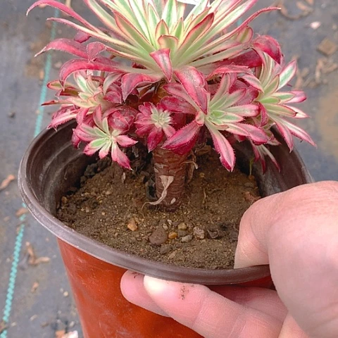 327朱雀多肉植物