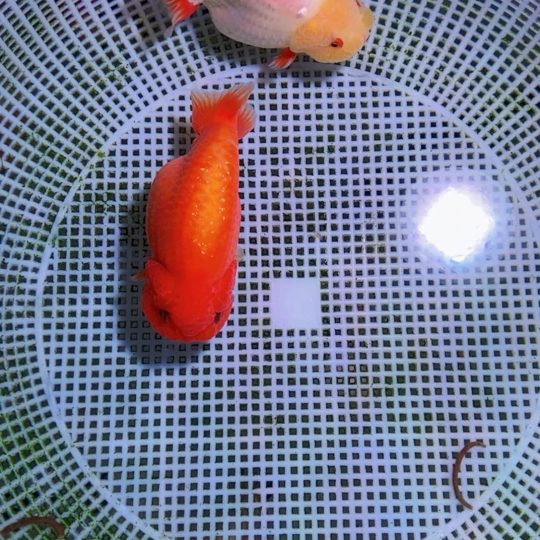 海水鱼@****。落地包损包健康