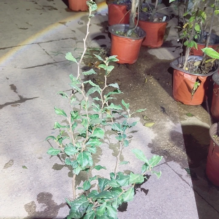 用***哥无花朵哈哈哈哈哈哈