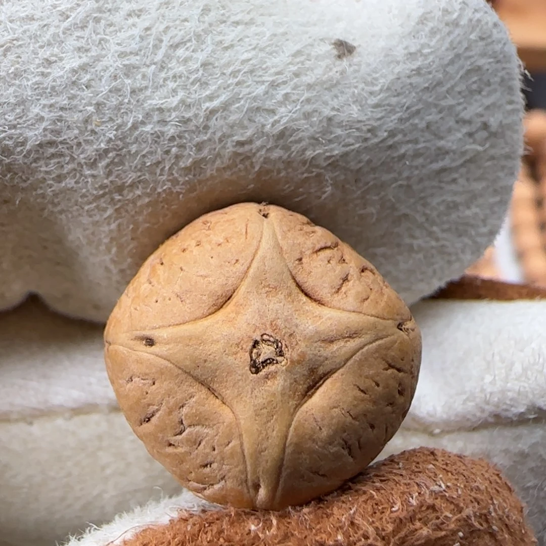 吊坠凤眼菩提凤眼菩提