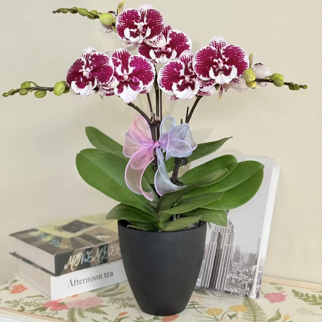 【卡布奇洛】精品蝴蝶兰 蜡质感耐寒 花朵独特 精致小组盆 基地直发