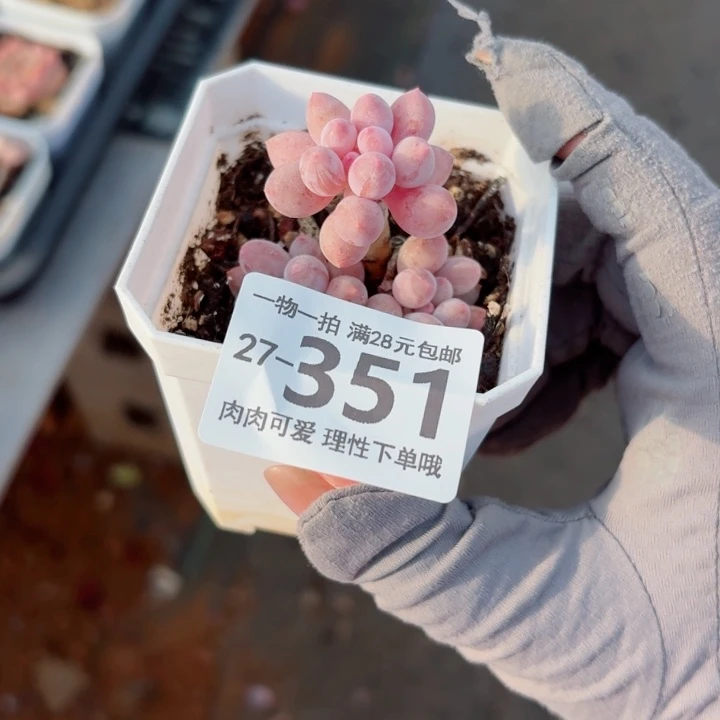 拉***丶婴儿手指无盆土无盆土发货无