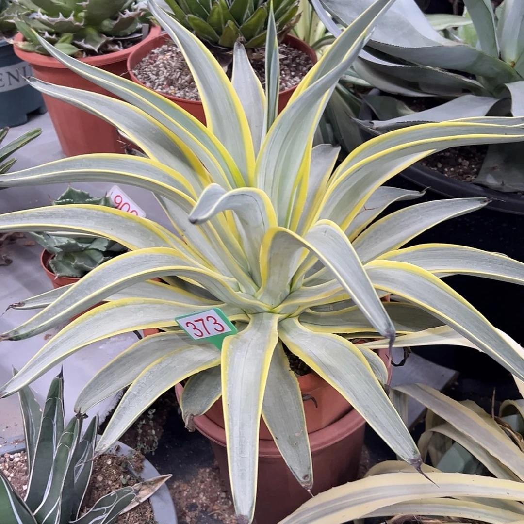 银河旅人龙舌兰系列