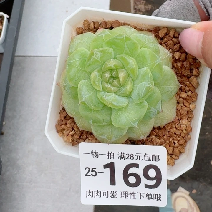 玻璃樽多肉无盆土发货无盆土发货无