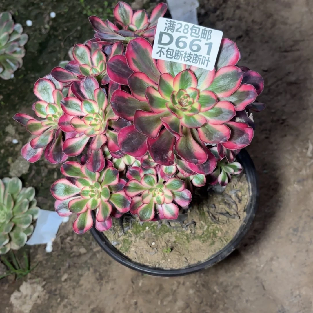 M. 661丽娜处理多肉。ad