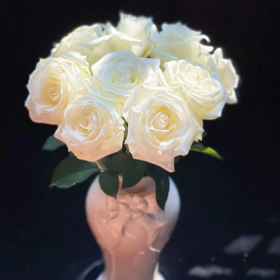 骄傲白玫单朵一支鲜切花