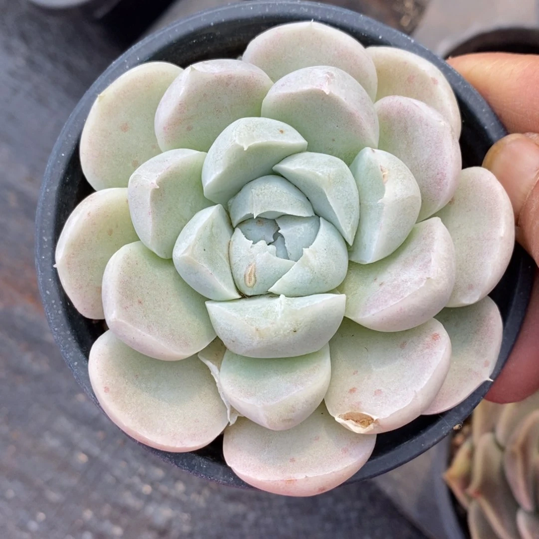 精品多肉一物一拍不包整110