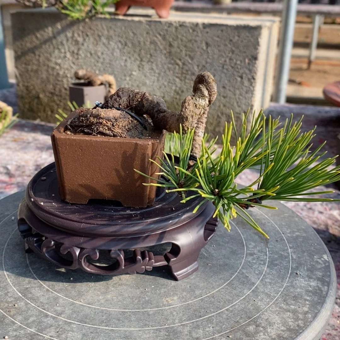 手工艺品琉璃强松树等经济作物
