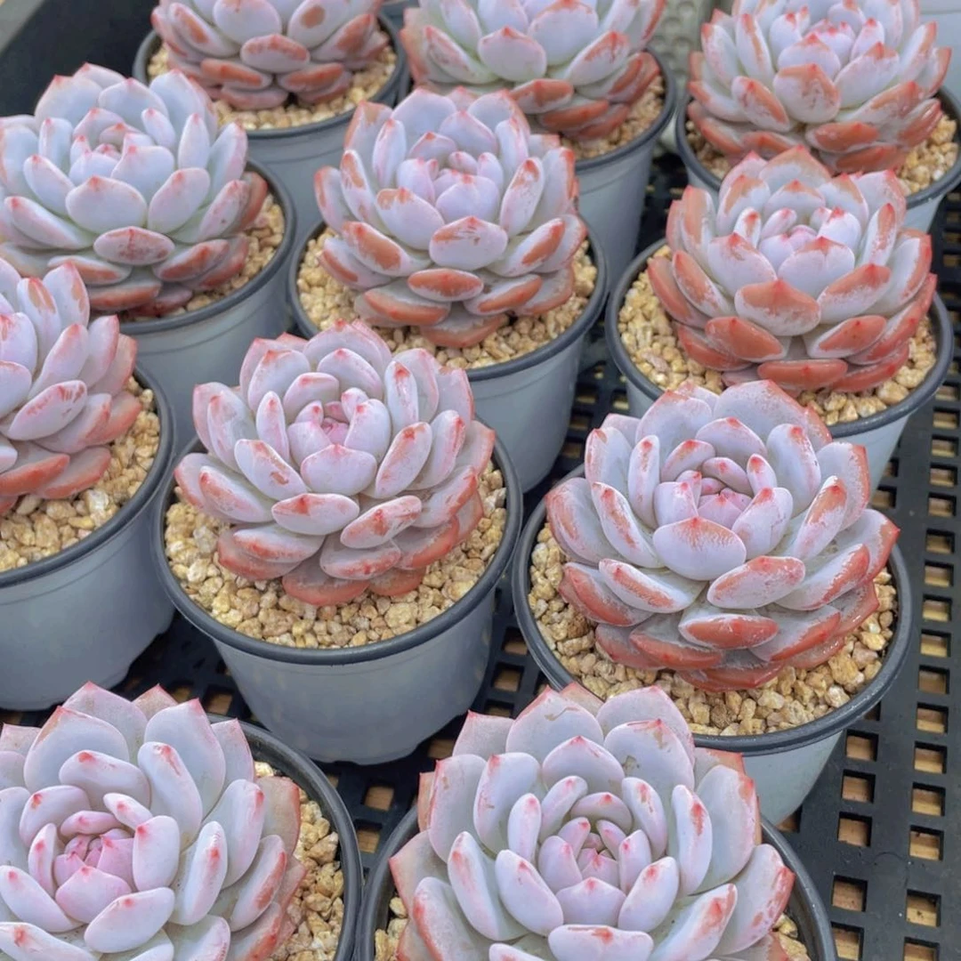 量拍31号 星星橙大单头一个