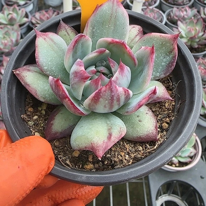 安***好59 惊鸿仙子多肉植物6-9cm