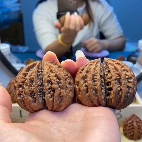 桃核把件蚂蚁纹双棒