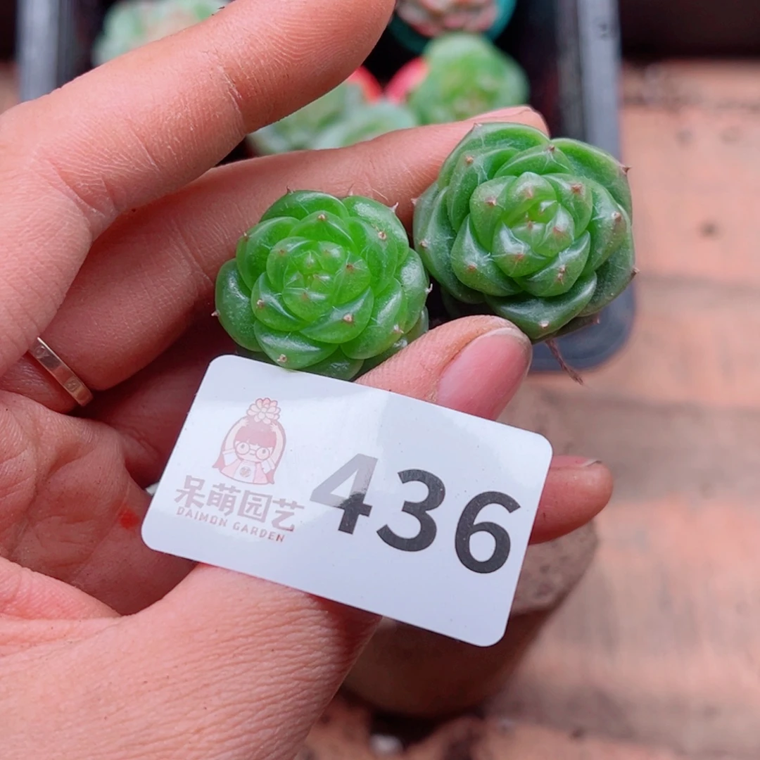 +***～多肉植物多肉植物