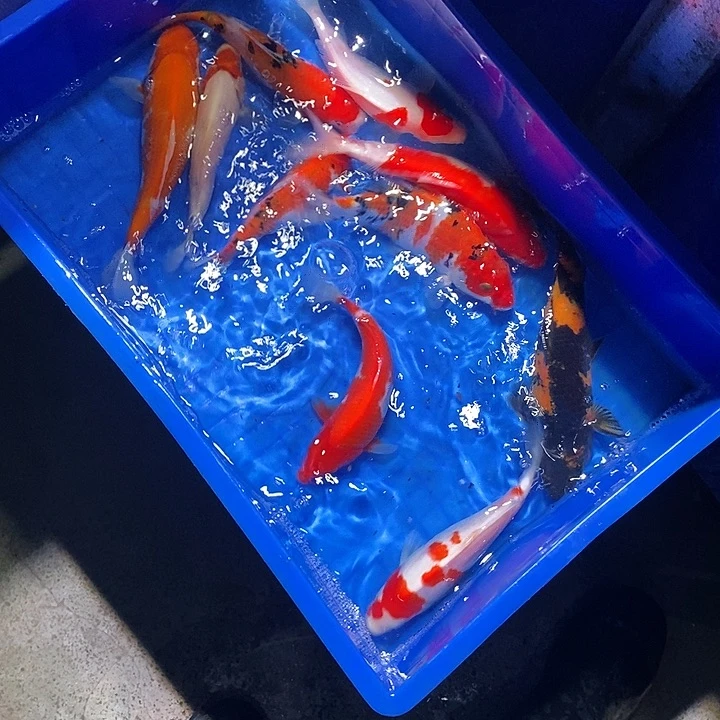 共***头锦鲤锦鲤活鱼开箱包活