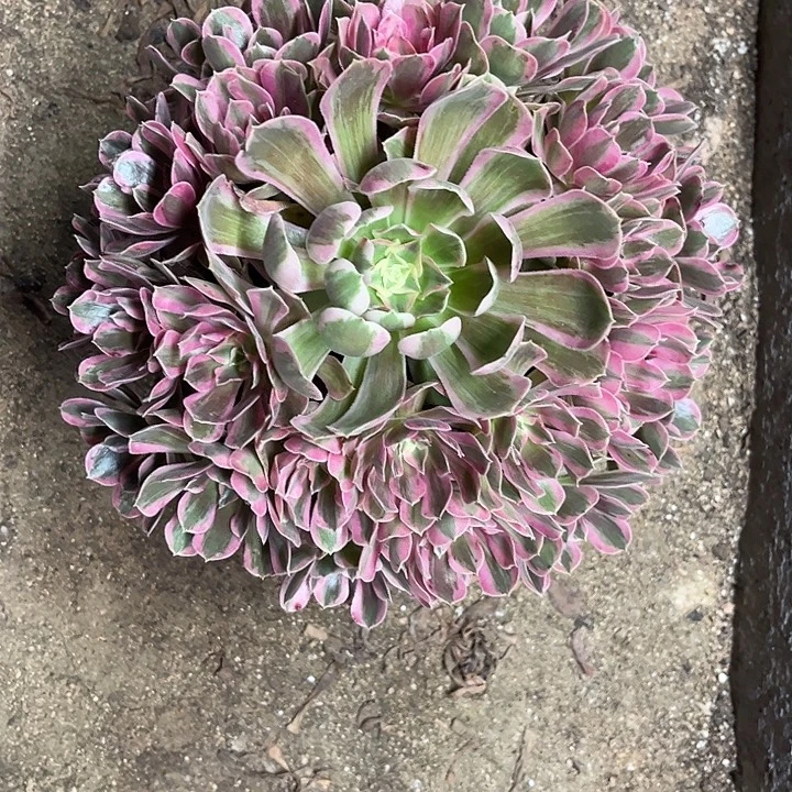 多肉植物男神锦……