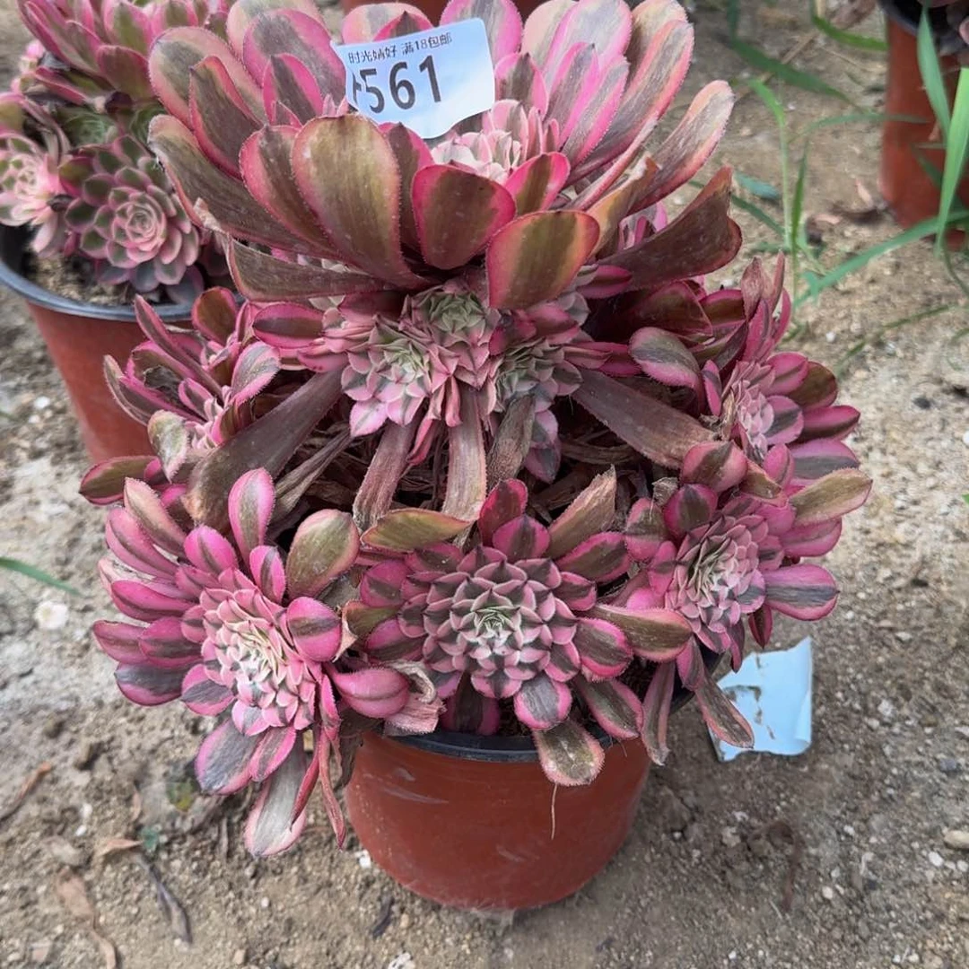 561粉铜，多肉植物