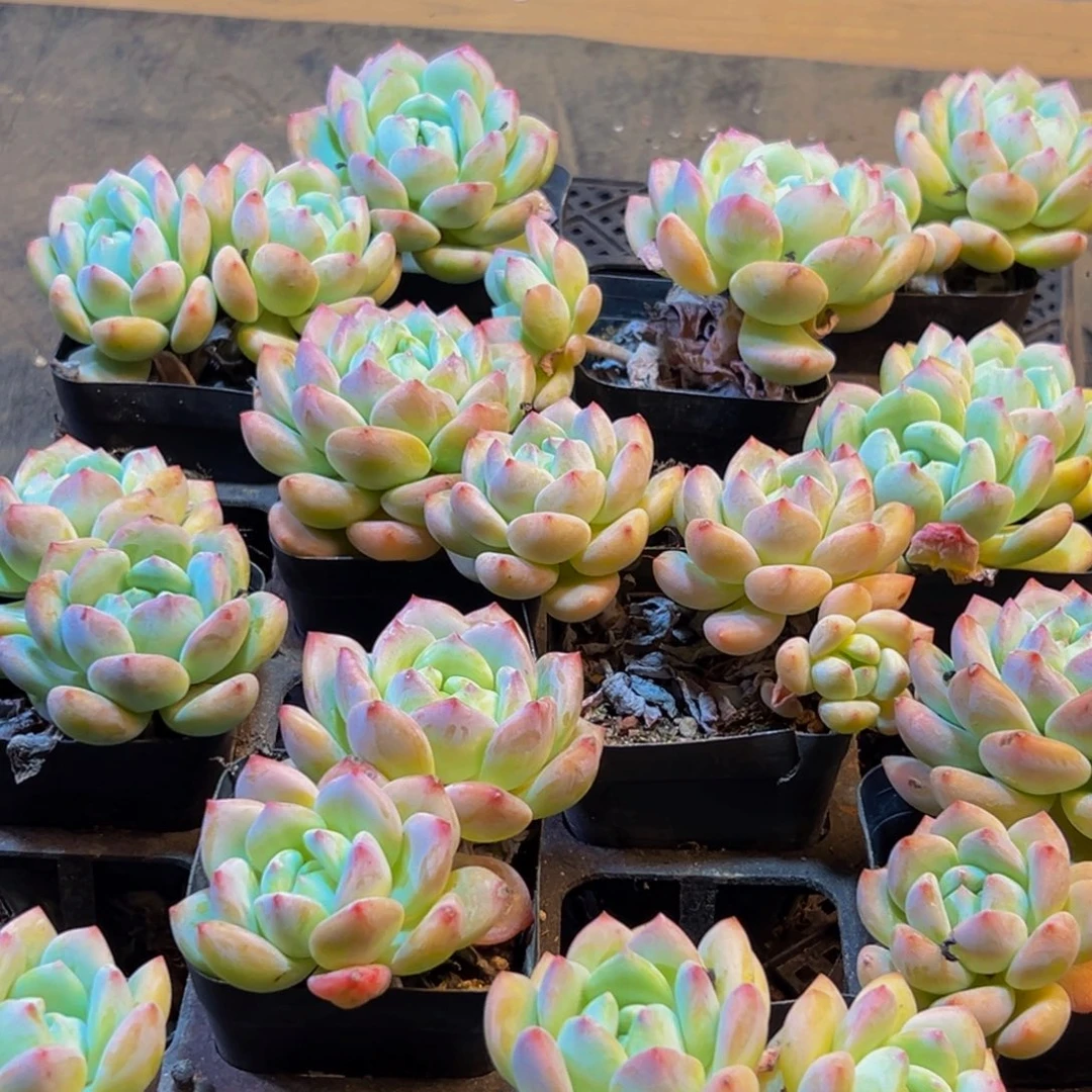 605的人都在用这个词了吗我真的