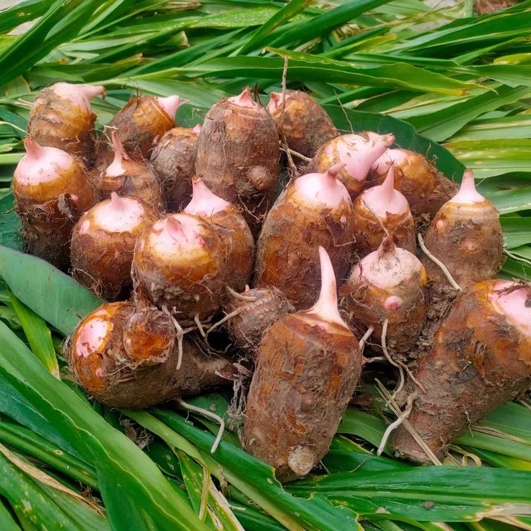 2025新鲜江西红芽芋浙江芋头农家种植小芋头毛芋牛奶芋头香芋芋艿