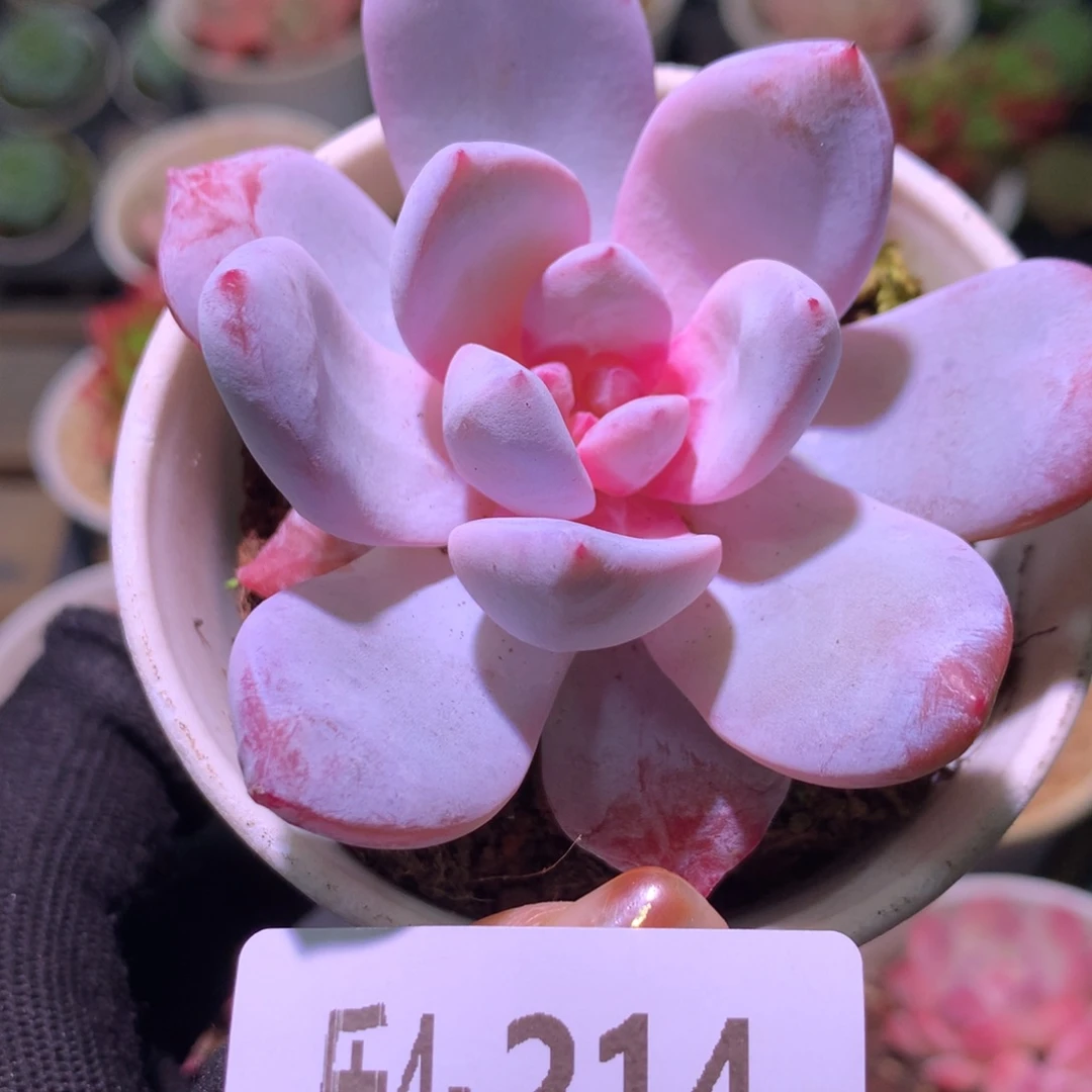 乐然 4-214 糖心雪天使