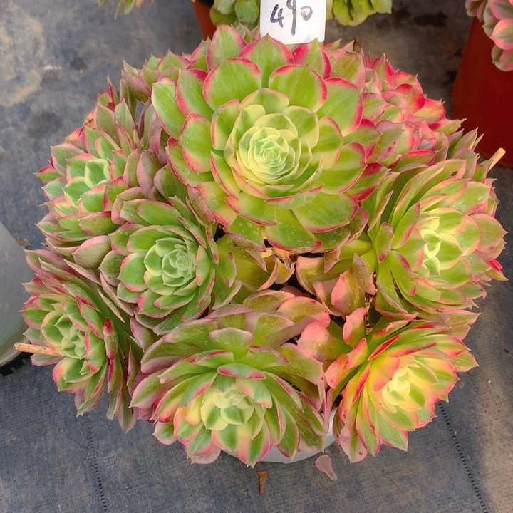 ?****༽490海王精品法师多肉