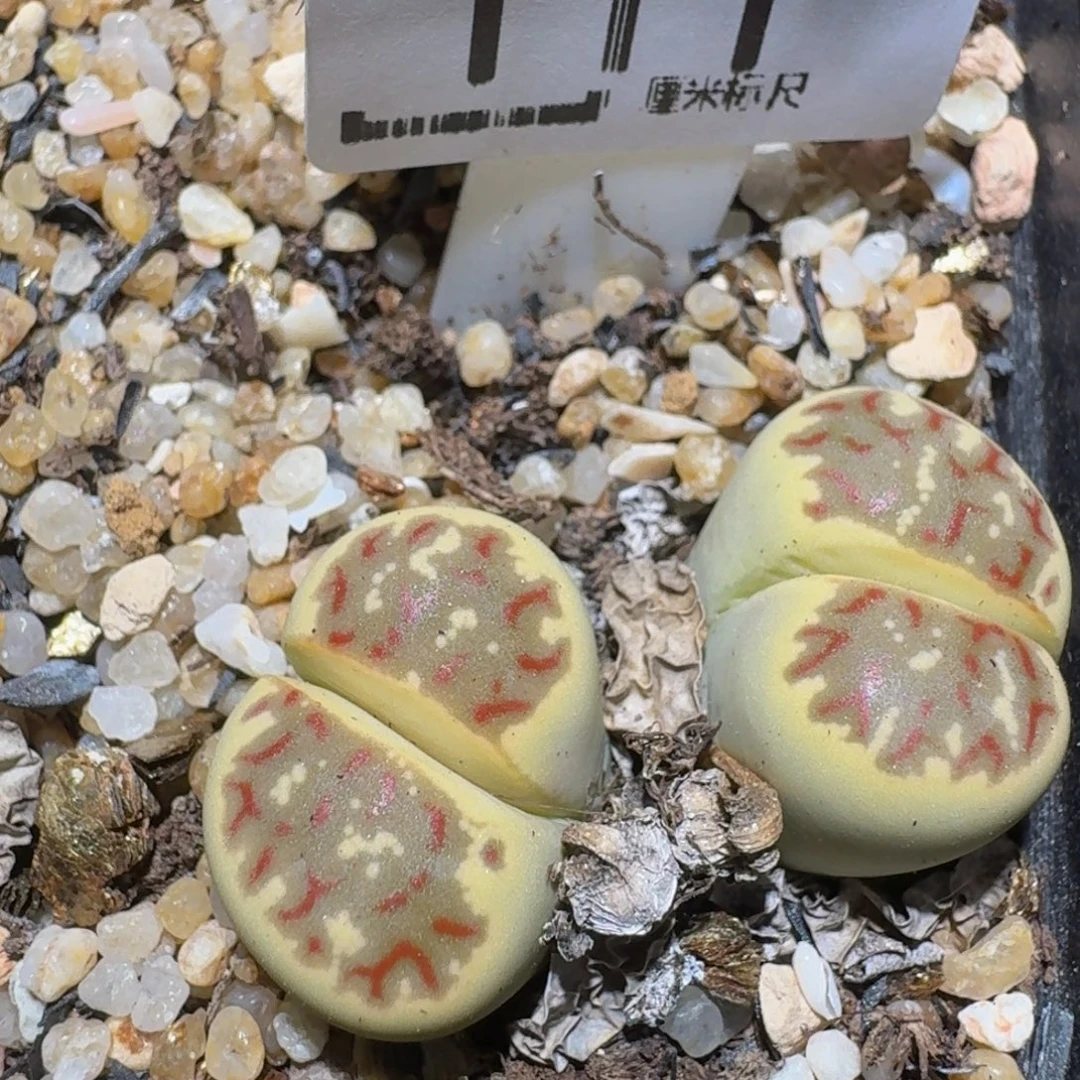 zzzz精品生石花1111