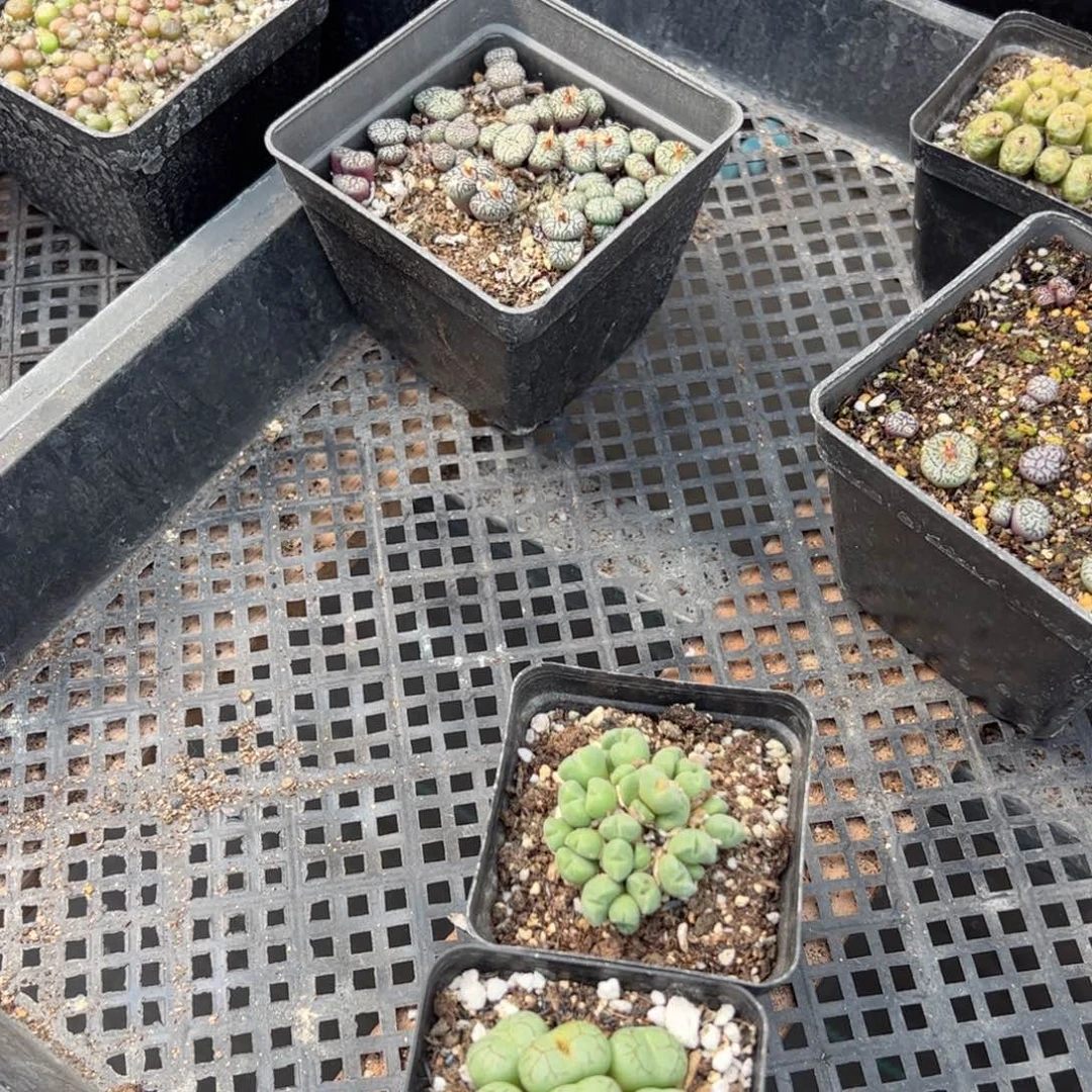 【闪购商品】I****?拿铁30元 多肉