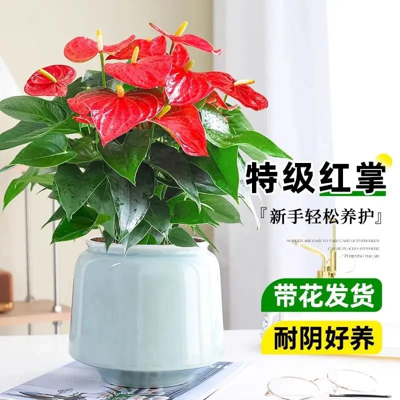 大盆红掌盆栽植物室内办公室花卉绿植好养活白掌四季开花不断