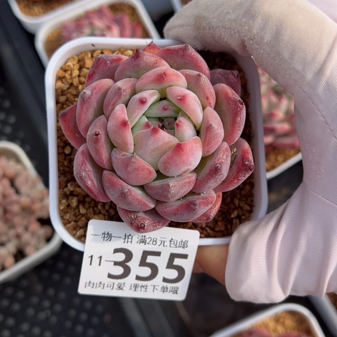 钻石卡罗拉多肉多肉多肉多肉