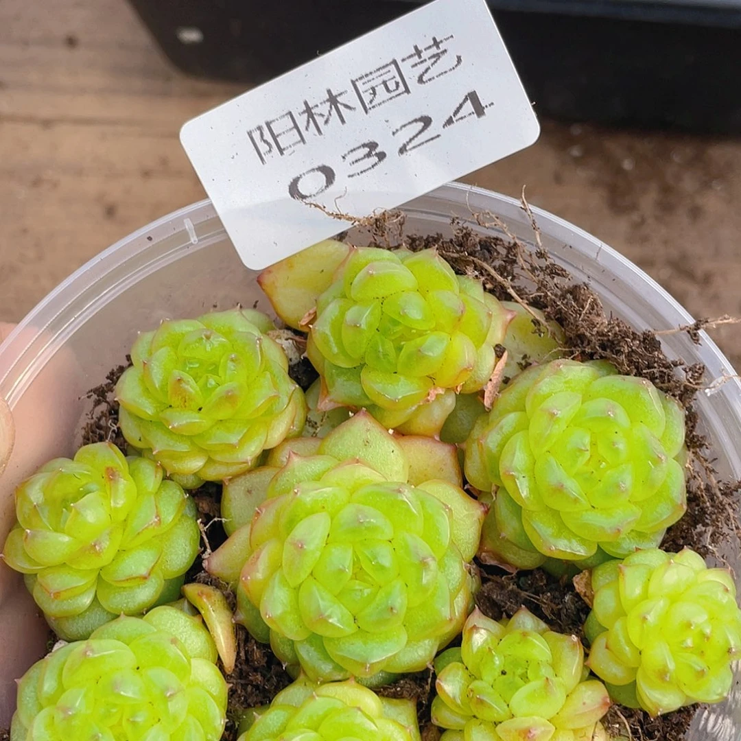 多肉植物多肉植物324