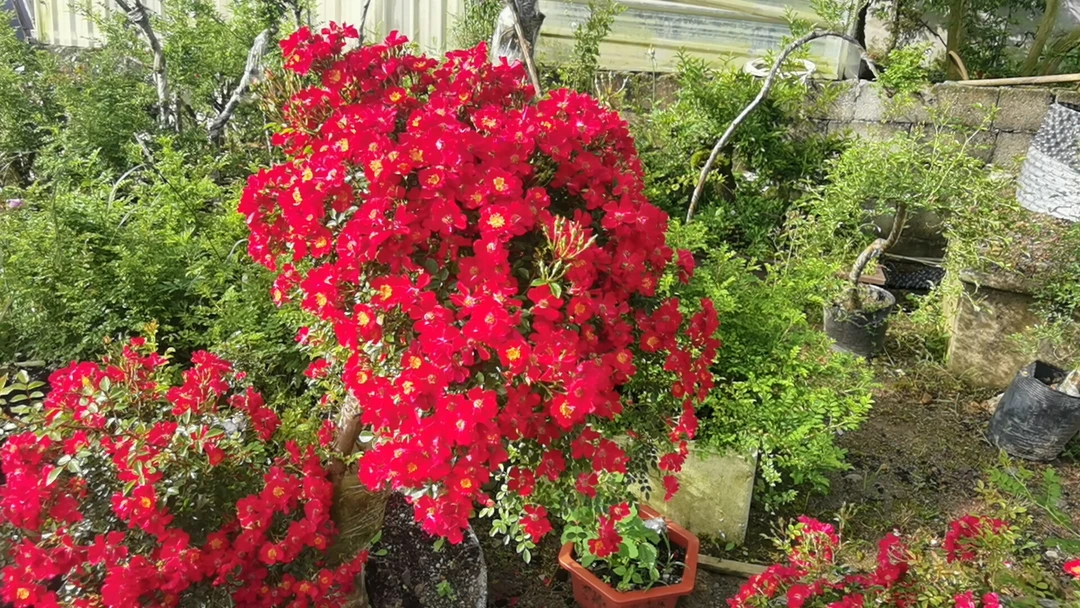 四季红木香爬藤大苗四季开花浓香适合庭院种植