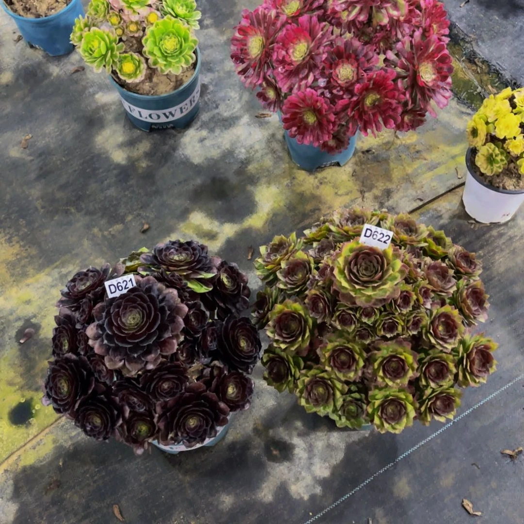 嗨***6210062200花花公子，碧桃福利两颗