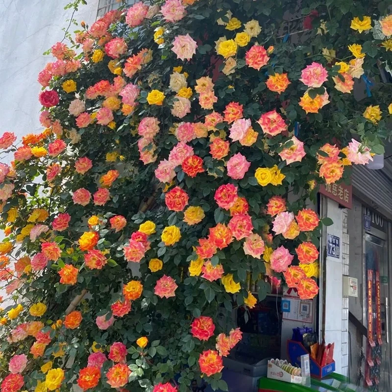 【腾彩虹中苗带花苞】土球发货四季开花阳台庭院勤花丰花耐寒耐热