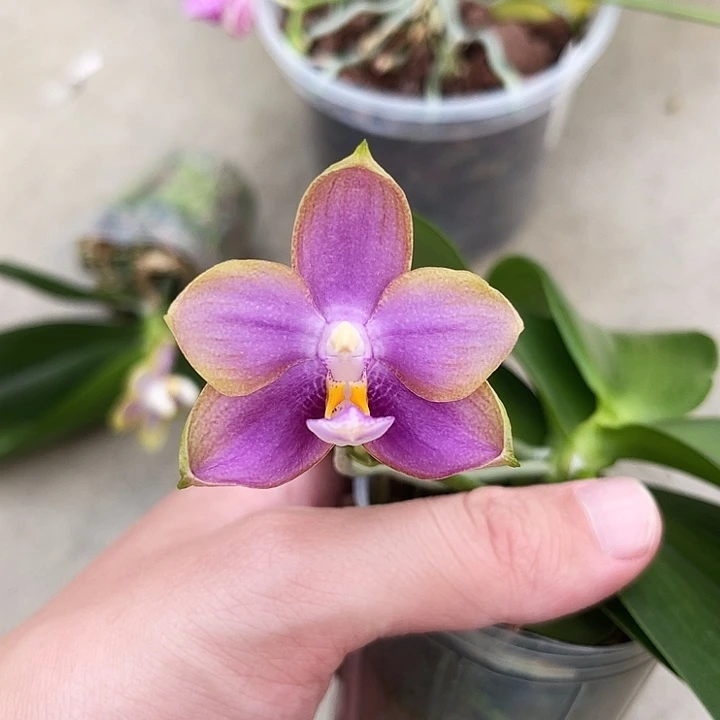 大部分花苞少量开放瑕疵福利