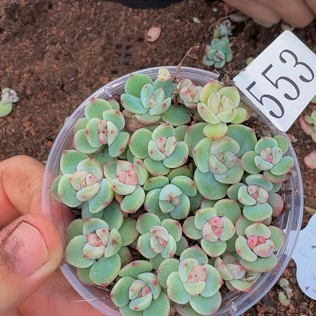多肉植物多肉植物553