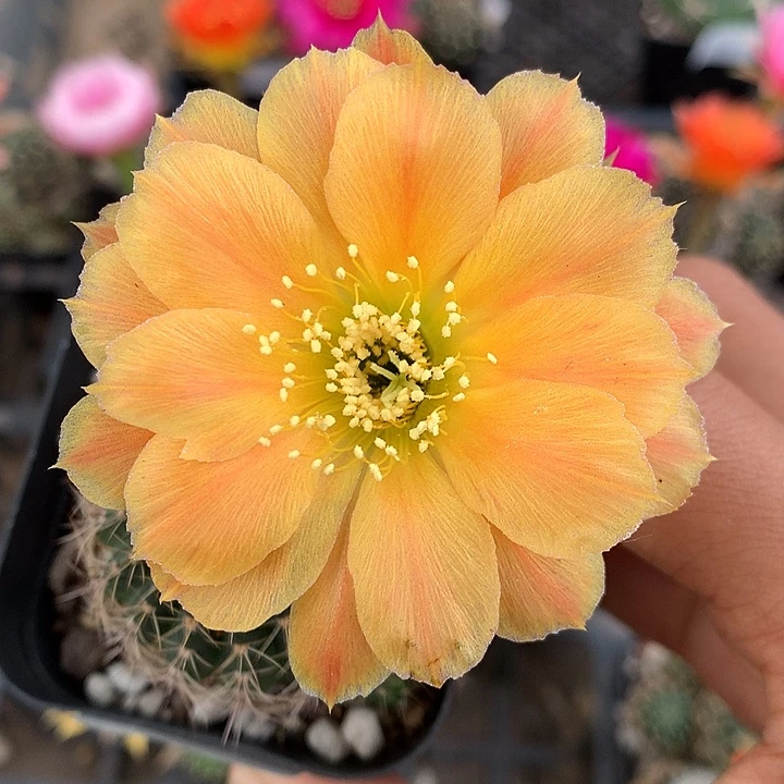 51 实生丽花6厘米盆