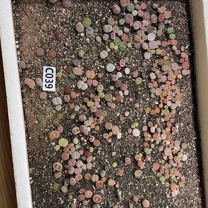 生39石花整框脱土发货不售后