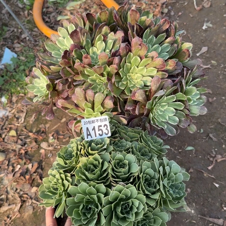 153号……2颗……多肉植物……