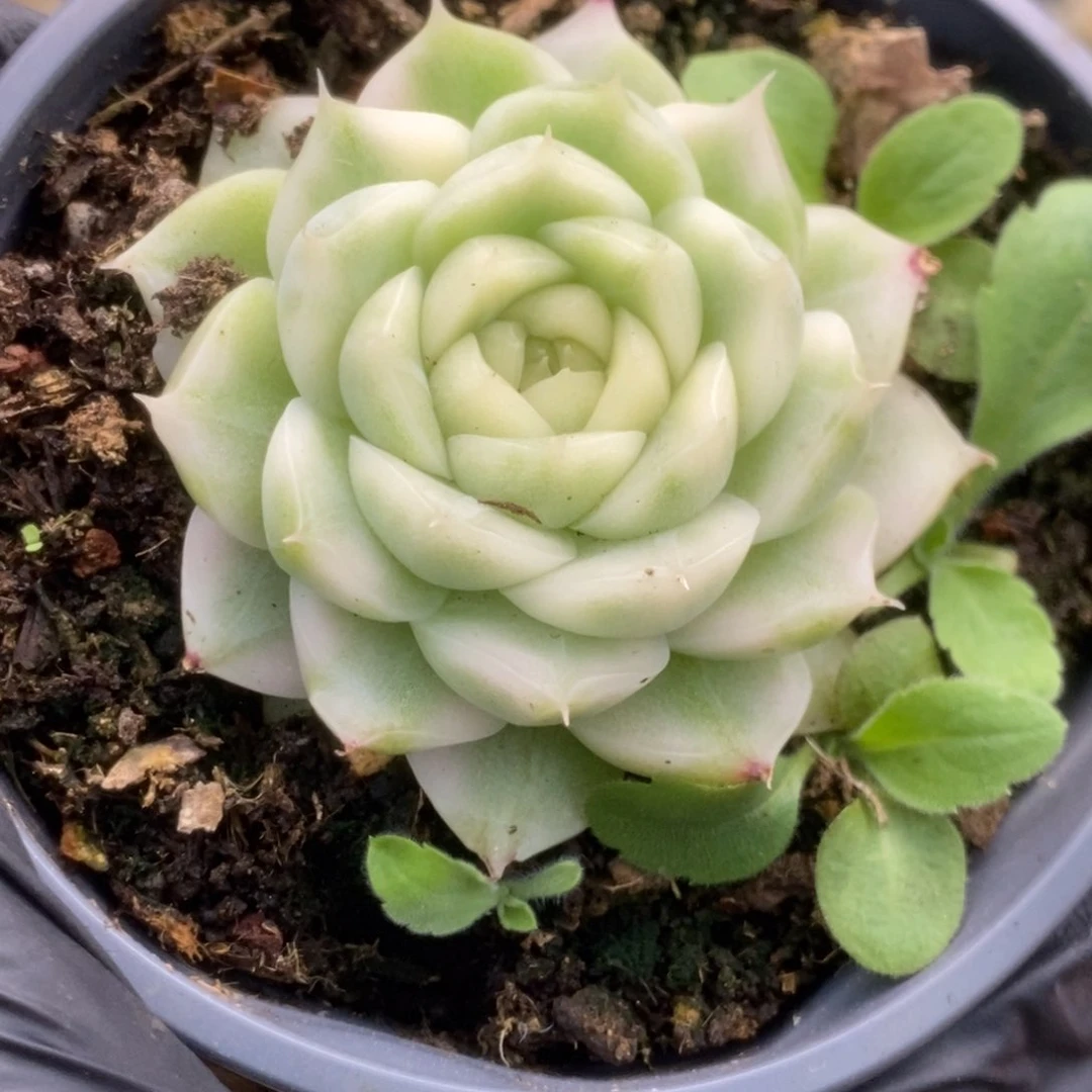 393白瓷麦杆锦锦锦锦锦锦