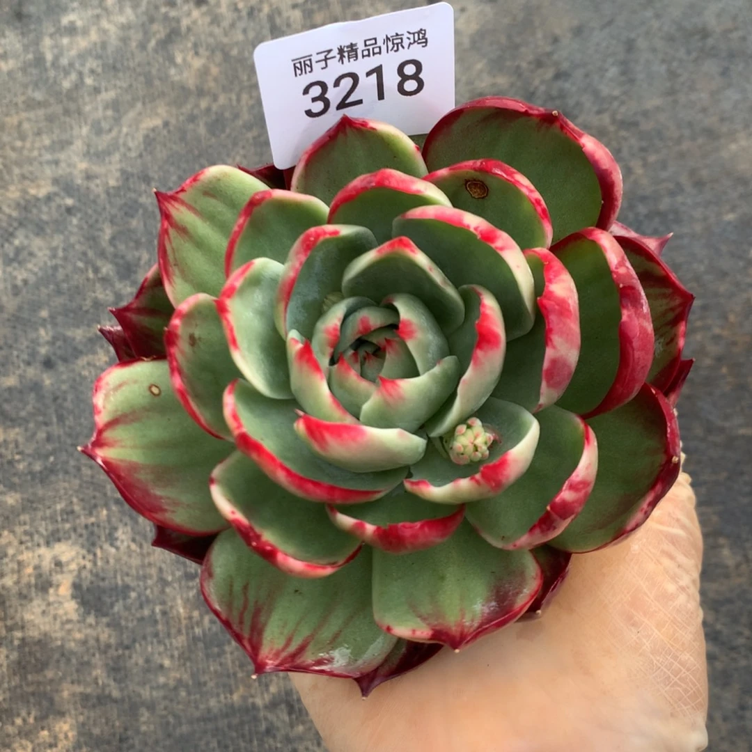 3218一物一拍瑕疵11厘米