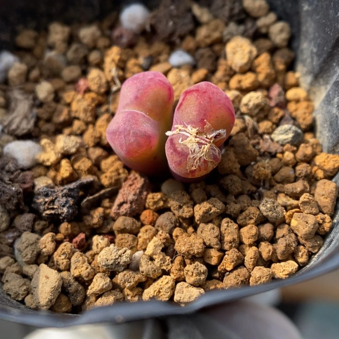 多肉植物肉锥杂交K-722 福利