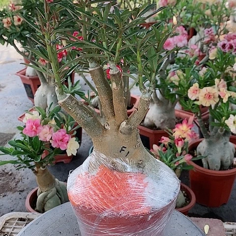 【闪购商品】无花朵静**光